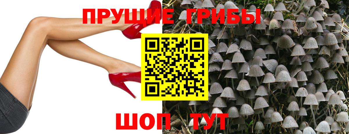 Псилоцибиновые грибы Psilocybe Сургут
